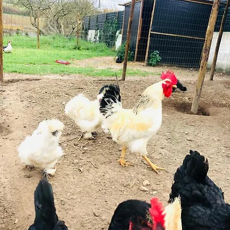 Casa Da Varzea-casa Relaxante Com Piscina Partilhada