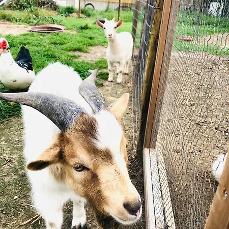 Casa Da Varzea-casa Relaxante Com Piscina Partilhada *