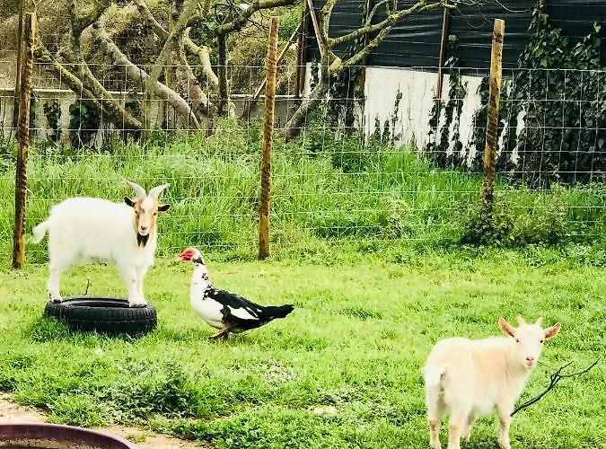Casa Da Varzea-casa Relaxante Com Piscina Partilhada