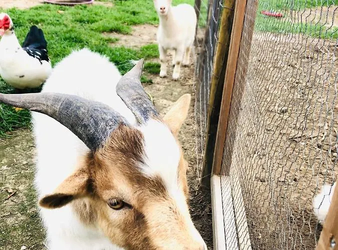 Casa Da Varzea-casa Relaxante Com Piscina Partilhada *
