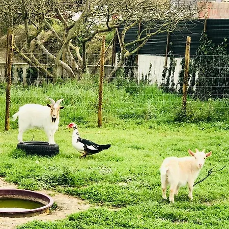 Casa Da Varzea-casa Relaxante Com Piscina Partilhada